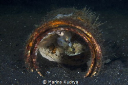 A small porcupine fish is hiding in a tin can. In the wat... by Marina Kudrya 